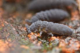 Attēlu rezultāti vaicājumam “Hypogastrura sp.”