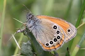 Attēlu rezultāti vaicājumam “Coenonympha glycerion underside”