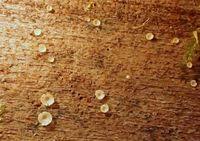 Attēlu rezultāti vaicājumam “Hyalorbilia inflatula”