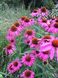 Image result for Echinacea Lustre hybrids