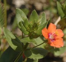 Attēlu rezultāti vaicājumam “Anagallis arvensis leaf”