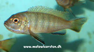 Risultati immagini per cynotilapia pulpican