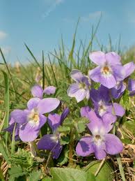 Attēlu rezultāti vaicājumam “Viola hirta”