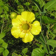 Attēlu rezultāti vaicājumam “Ranunculus lingua leaf”