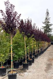 Attēlu rezultāti vaicājumam “Prunus cerasifera”