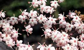 Attēlu rezultāti vaicājumam “Sambucus nigra flower”