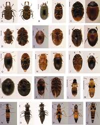 Attēlu rezultāti vaicājumam “Scaphisoma sp.”
