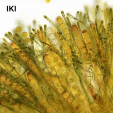 Attēlu rezultāti vaicājumam “Lamprospora tortulae-ruralis”