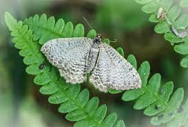 Attēlu rezultāti vaicājumam “Hydria undulata”