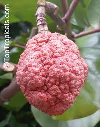 Attēlu rezultāti vaicājumam “Cinna latifolia fruit”