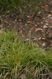 Attēlu rezultāti vaicājumam “Carex montana”