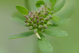 Attēlu rezultāti vaicājumam “Leptidea sinapis underside”