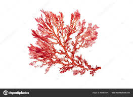 Attēlu rezultāti vaicājumam “Rhodophyta”