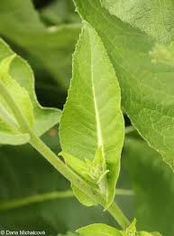 Attēlu rezultāti vaicājumam “Inula helenium leaf”
