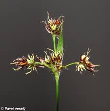 Attēlu rezultāti vaicājumam “Luzula campestris fruit”