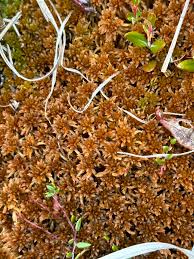 Attēlu rezultāti vaicājumam “Sphagnum fuscum”