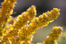 Attēlu rezultāti vaicājumam “Atriplex calotheca flower”