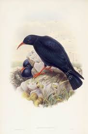 Image result for Pyrrhocorax pyrrhocorax