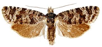 Attēlu rezultāti vaicājumam “Retinia resinella”