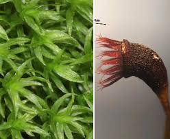 Attēlu rezultāti vaicājumam “Dichodontium pellucidum”