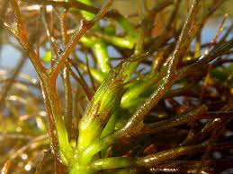 Attēlu rezultāti vaicājumam “Ceratophyllum submersum”