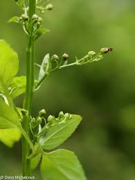 Attēlu rezultāti vaicājumam “Scrophularia umbrosa flower”