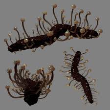 Attēlu rezultāti vaicājumam “Claviceps purpurea”