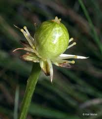 Attēlu rezultāti vaicājumam “Parnassia palustris fruit”