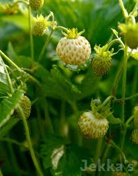 Image result for Fragaria vesca
