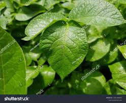 Attēlu rezultāti vaicājumam “Solanum tuberosum leaf”