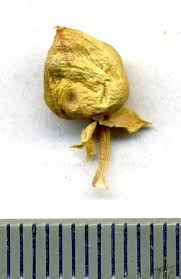 Attēlu rezultāti vaicājumam “Honckenya peploides fruit”