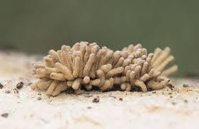 Attēlu rezultāti vaicājumam “Heterotrichia obvelata (syn. Arcyria obvelata) young”