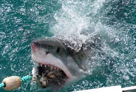 Image result for Carcharodon carcharias