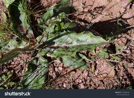 Attēlu rezultāti vaicājumam “Hypochaeris maculata leaf”