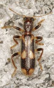 Attēlu rezultāti vaicājumam “Cleridae”