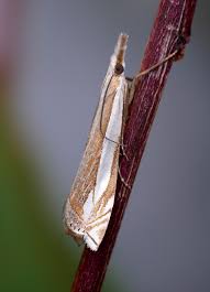 Attēlu rezultāti vaicājumam “Crambus hamella”