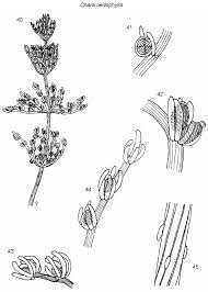 Attēlu rezultāti vaicājumam “Chara intermedia female”