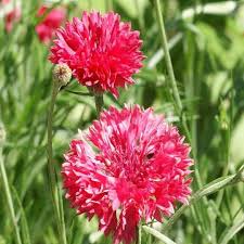 Image result for Centaurea cyanus