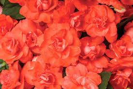 Image result for Impatiens walleriana