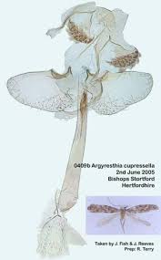 Attēlu rezultāti vaicājumam “Argyresthiidae”