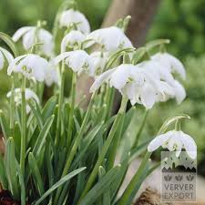 Attēlu rezultāti vaicājumam “Galanthus nivalis”