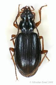 Attēlu rezultāti vaicājumam “Bembidion sp.”