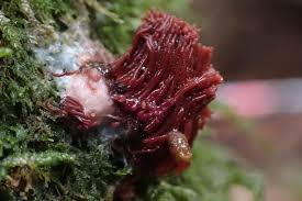 Attēlu rezultāti vaicājumam “Stemonitis herbatica macro”