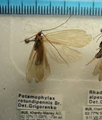 Attēlu rezultāti vaicājumam “Potamophylax”