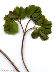 Attēlu rezultāti vaicājumam “Isopyrum thalictroides leaf”