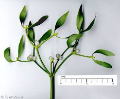 Attēlu rezultāti vaicājumam “Viscum album”