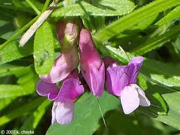 Attēlu rezultāti vaicājumam “Lathyrus palustris flower”