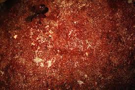 Attēlu rezultāti vaicājumam “Hildenbrandia rivularis”