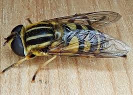 Attēlu rezultāti vaicājumam “Helophilus sp.”