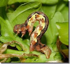 Attēlu rezultāti vaicājumam “Erannis defoliaria larva”